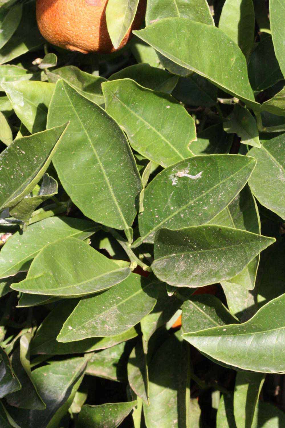              Sun leaves (Riverside, CA)       